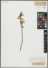 Foto von Salix alba subsp. vitellina (L.) Arcang. x Salix fragilis L.